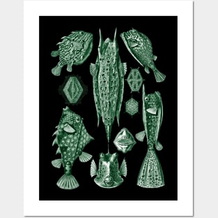 Ernst Haeckel Ostraciontes Fish Green Posters and Art